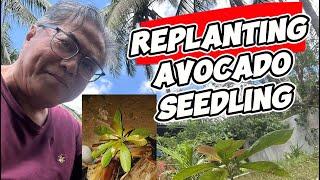 How to #replanting #avocadotree #seedling