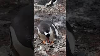 Baby gentoo #penguin chicks!  It’s the ciiircle of life  #cuteanimals