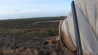 Fox hunting with terriers