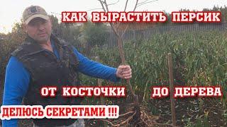 Как вырастить саженец персика с нуля!!! Все секреты!!!