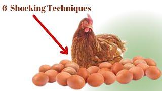 6 Shocking techniques that increase egg production in layers