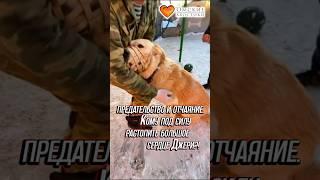 Предательство и отчаяние. Кому под силу растопить большое сердце?! | Джери #приют #помощь #спасение