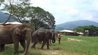 Elephant 'Mafia' family