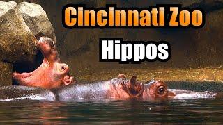 Cincinnati Zoo Hippos | Meet Tucker, Bibi, Fiona & Baby Fritz