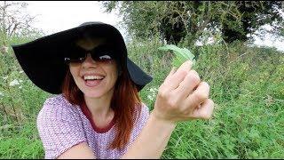 HOW TO EAT A STINGING NETTLE + 8 SURPRISING WILD SUPERFOODS TO FORAGE!!!