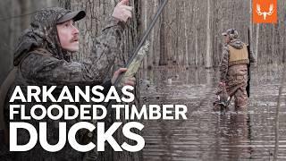 Hunting Flooded Timber Ducks with Ryan Callaghan | Cal of the Wild: In the Field