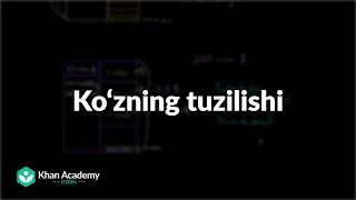 Ko‘zning tuzilishi | Tibbiyot