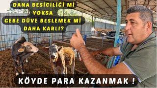 DANA BESİCİLİĞİMİ YOKSA GEBE DÜVE BESLEMEK Mİ KARLI HANGİSİNİ TERCİH EDECEĞİM ? KÖYDE PARA KAZANMAK