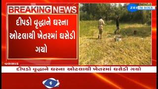 Valsad: Leopard drags elderly woman from house to nearby field at Amba Talat village, killed