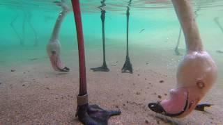 Underwater Flamingo Feeding