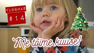 VLOGMAS #14: SEEBITEGU, SAFRANISAIAD JA KUUSE TOOMINE