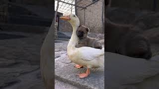 Mother duck is a warm haven for dogs. The cute pet dog Jin Taiyang is original.