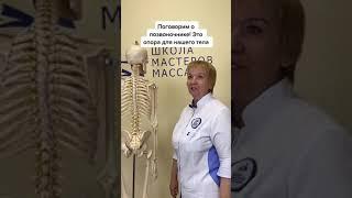 Анатомия позвоночника