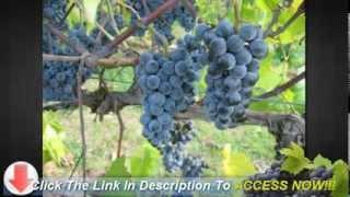 Growing Grapes on Trellis: Secrets on How to Grow Grapes on Trellis