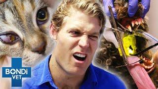 Top 5 Pet's Mystery Conditions ‍ Bondi Vet Compilation | Bondi Vet