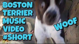 BOSTON TERRIER | MUSIC VIDEO | SHORT VIDEO | JUST FOR FUN | DOG GUY DARIN | BOSTON TERRIER DANCING |