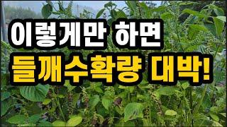 들깨 다수확 비법이 이렇게 쉽다니(#들깨재배,#들깨농사,#들깨다수확)