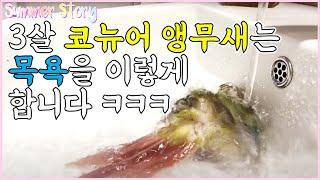 3살 코뉴어 앵무새는 이렇게 목욕합니다_This is how a 3-year-old Conure parrot bathes.