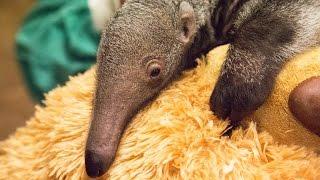 Say hello to Beanie the baby giant anteater!