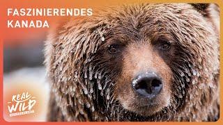 1.5+ Stunden wildes Kanada zum Einschlafen: Entdeckungsreise Tierwelt | Real Wild Deutschland