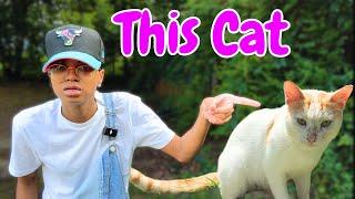 Cat Not Allowed Into Indoor Catio | Life on A Cat Farm 