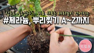 제라늄,뿌리찢기  #제라늄가을에할일