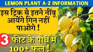 3 फीट के पौधें में 100+ फल || इस ट्रिक से इतने नींबू आयेंगे गिन नहीं पाओगे || Lemon A-Z Information