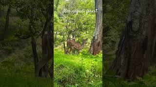 Masinagudi | Forest | Deer