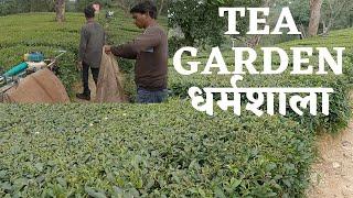 Tea garden Kangra Shimla, himachal pradesh~ Places to visit in Dharmshala! ~ McLeodganj Dharmshala