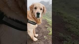 Timo meri jaan #timo #goldenretriever #dog #trending #viral #reels #shortvideo #ytshorts #shorts