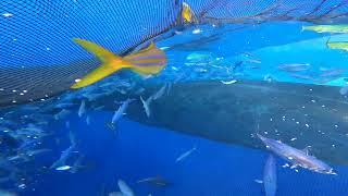 BABY TUNA TORNADO - Huge Swarm of Jack Fish - Fisherman Big Catching Fish