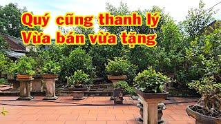 Vườn nhiều cây nên thanh lý bớt, si búp đỏ, sanh nam điền, sanh lá móng siêu quả mịn