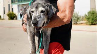 19-Year-Old Lab Is Rescued From The Shelter | The Dodo Foster Diaires