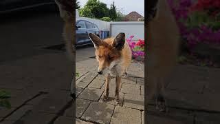 Wild Fox Not Enjoying The Heatwave #animal #wildfox #animals #foxes #fox #urbanfox #wildanimals