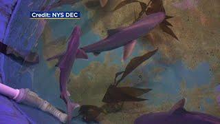 Sharks found in basement swimming pool of N.Y. home