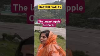 Apple farming in harshil valley #new #husbandwife