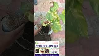 मनी प्लांट कैसे उगाए/सिंगल लीफ से मनी प्लांट उगाए/Mani plant kaise lagaen/money plant kaise Gro kare