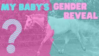 My Baby's Equestrian Gender Reveal