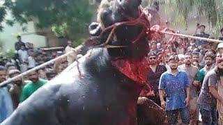 Dangerous Camel qurbani #Dangerous #eiduladha #Faisalabad #Mandi #Lahore #Karachi #Multan #2022