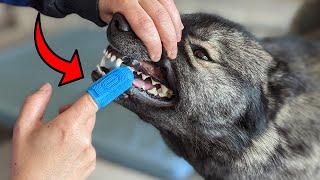 These Dog Finger Toothbrushes Get the Job DONE!