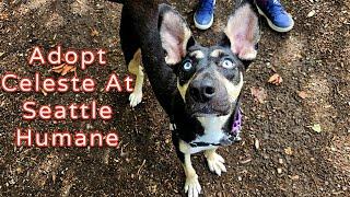 Adopt Celeste at Seattle Humane