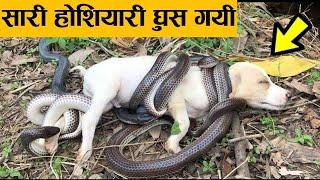 सांप ने लिया आड़े हाथो animals ! snake and dog ! earth adventure in hindi