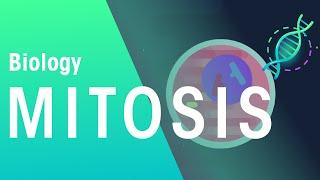 What is Mitosis? | Genetics | Biology | FuseSchool