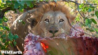 Lions at the table - SafariLIVE Sunrise - 03 November 2024