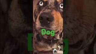 Dog eating owner's dope. #dog #doglover #speakingdog #