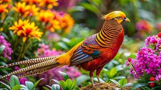 The most beautiful chicken in the world | Pheasant | Music reduces stress | Soothing, healing sounds