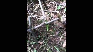 How to make a spring snare trap