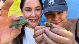 Tiny Turtle Babies Rescued by 2 Awesome Humans! 