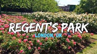 Summer Walk: The Regent's Park, London | 2024 | [4K]