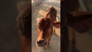 Sahiwal calf One month ️.    #cowfarm #sahiwal